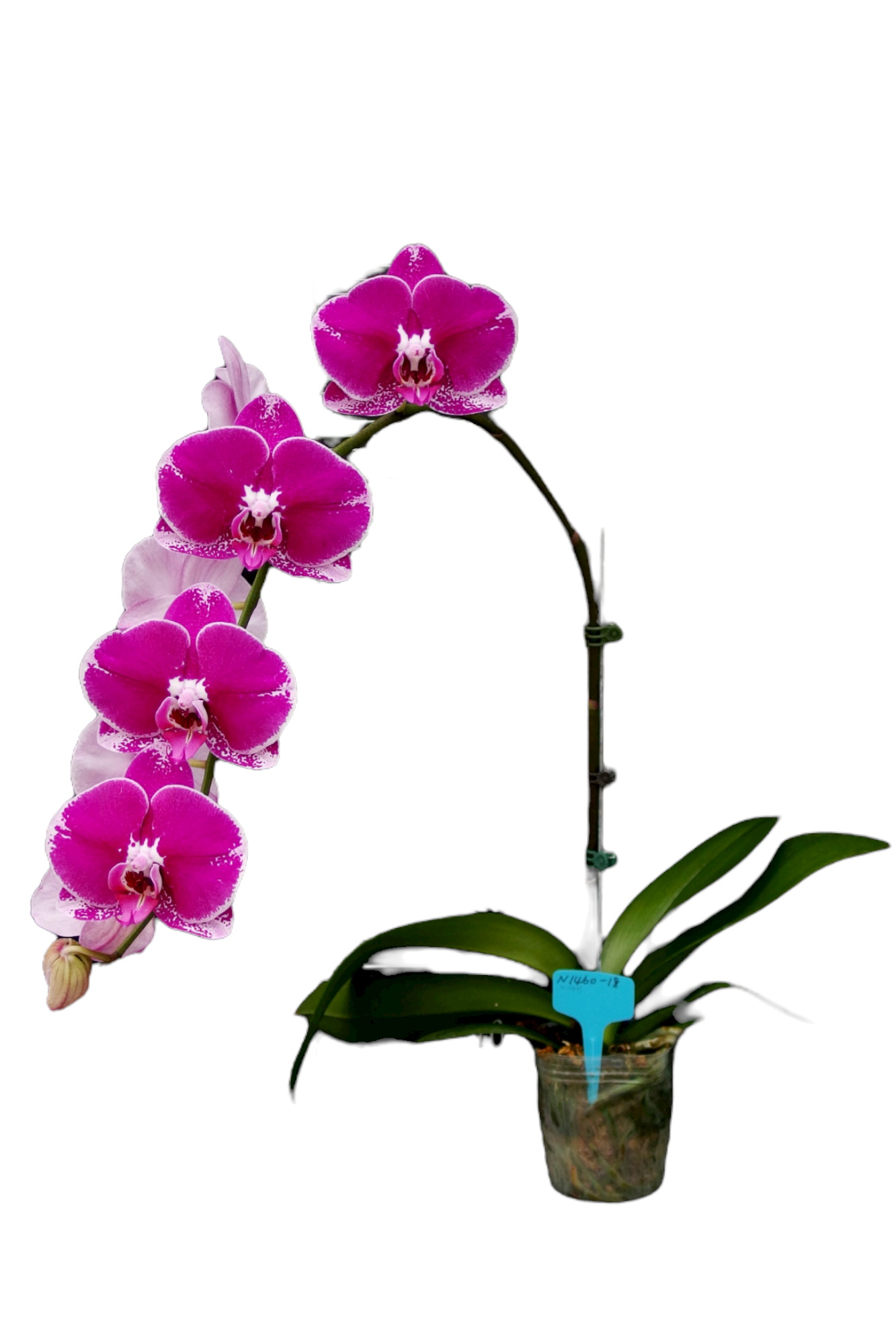 phalaenopsis ox1460 ox spot queen