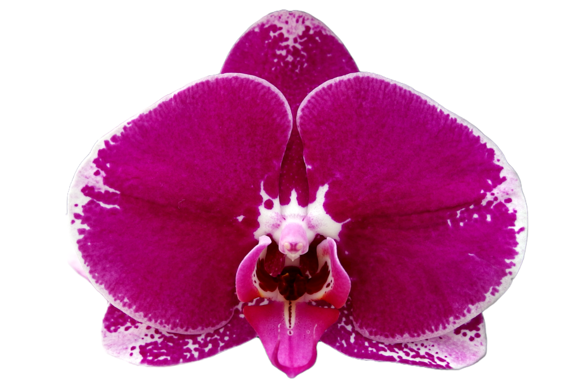 ox1460 Ox spot queen phalaenopsis