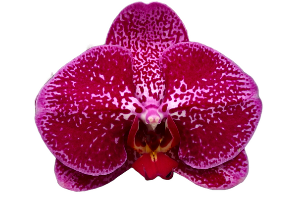 ox1480 Ox prince Orchid