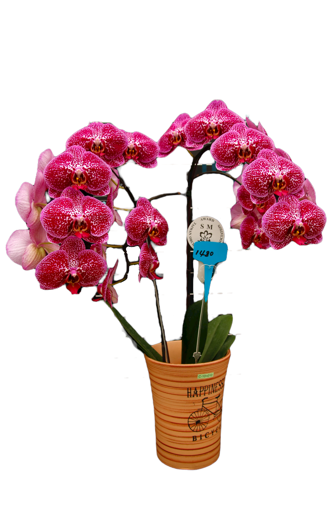 Phalaenopsis OX Prince Ox1480