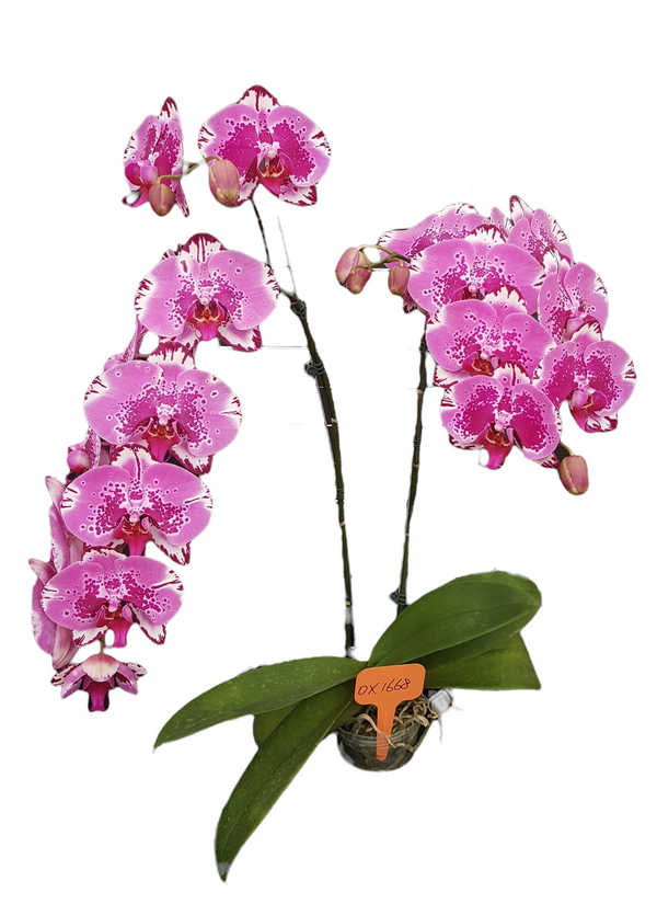 OX1668 OX Red Lion orchid