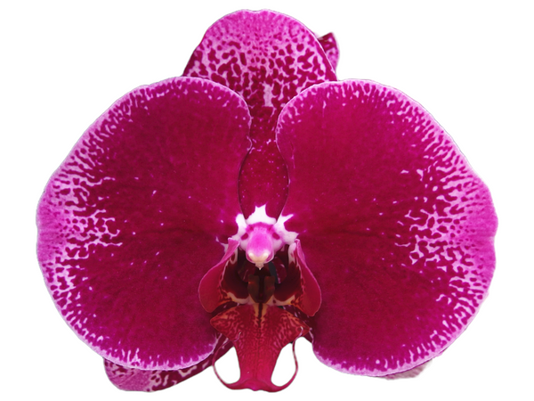 Ox purple Lady  OX1716 Phalaenopsis