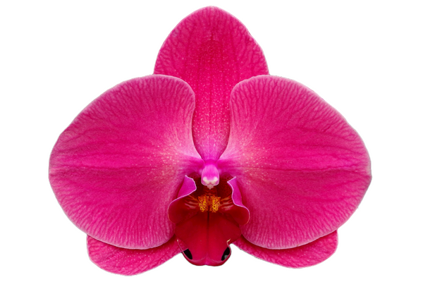  OX Sunshine Coast ox1740 phalaenopsis orchid